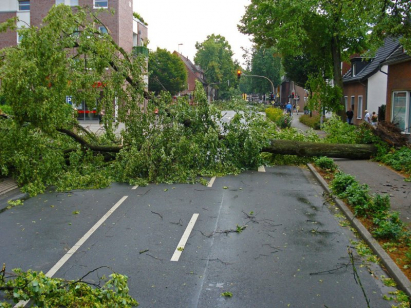 Der Baumpfleger37 Kassel - Stumschaden-Beseitigung