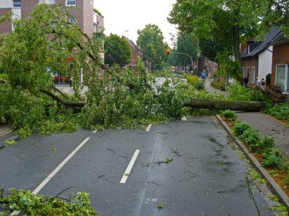 Der Baumpfleger37 Göttingen Kassel - Stumschaden-Beseitigung